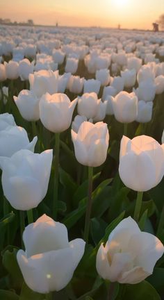 a field full of white tulips with the sun setting in the back ground