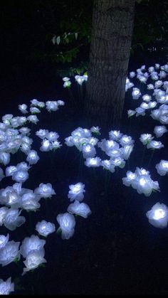 white flowers are glowing in the dark near a tree