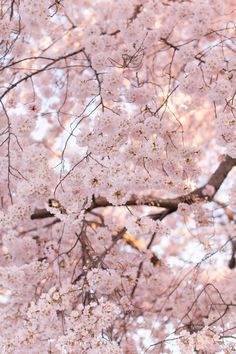 pink flowers are blooming on the branches of trees