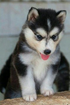 a husky puppy sitting on top of a rock looking at the camera with its tongue hanging out