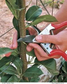 someone is trimming a tree with pliers