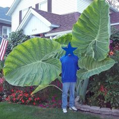 a man standing in front of a large leafy plant next to a flower garden