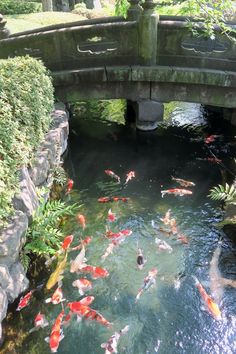 many koi fish are swimming in the water near a stone bridge and some trees