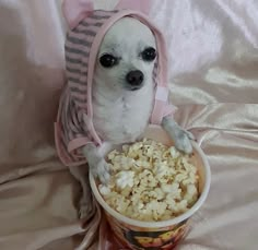 a small dog wearing a pink hoodie and eating popcorn