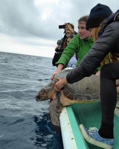 people on a boat petting a turtle in the water while others are taking pictures