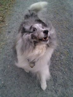 a dog is standing on the road looking up