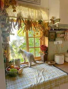 a white cat standing on top of a kitchen counter next to a bowl of fruit