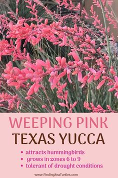 pink flowers with the words weeping pink texas yucca