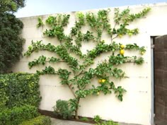 a lemon tree growing on the side of a building