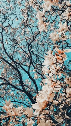 the tree is blooming with white flowers on it's branches and blue sky in the background