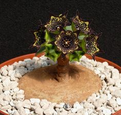 a potted plant with purple flowers in it