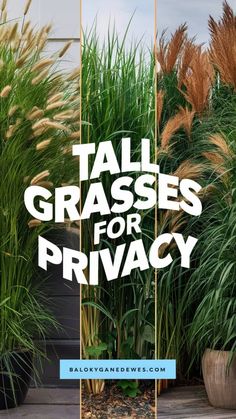 tall grasses for privacy in the garden with text overlay that reads tall grasses for privacy