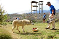 a man holding a racquet next to a wolf in a field with other people