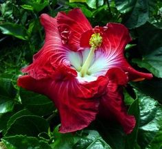 a large red flower with white center surrounded by green leaves and greenery in the background