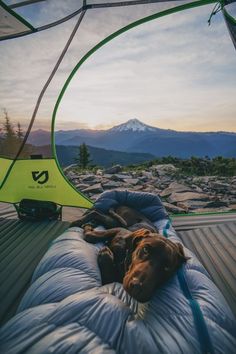 a dog laying on top of a sleeping bag