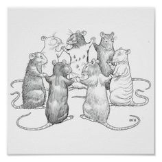 three ratty mice playing with each other on a white background posters and canvases