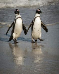 two penguins standing on the beach facing each other