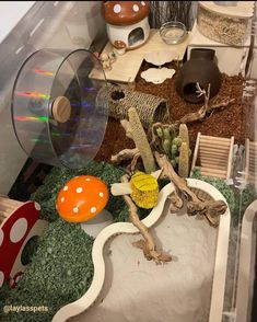 a gecko in a glass case with other items around it and on the ground