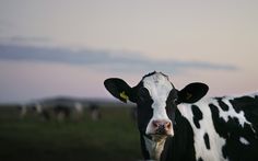 a black and white cow standing on top of a lush green field next to other cows