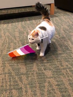 a cat walking across a carpeted floor with a toy in it's mouth