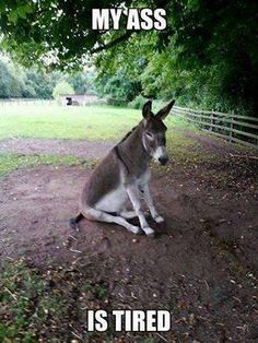 a donkey sitting in the dirt under a tree