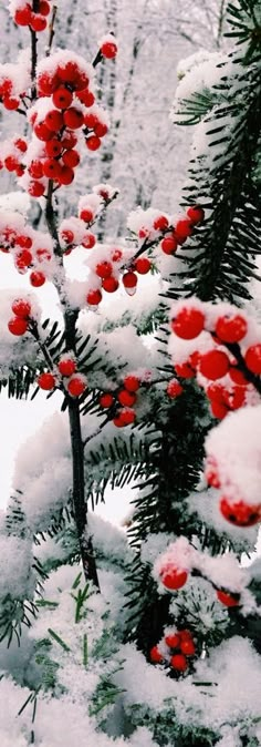 red berries are on the branches of a pine tree covered in snow