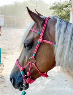 a brown horse wearing a pink bridle and reins