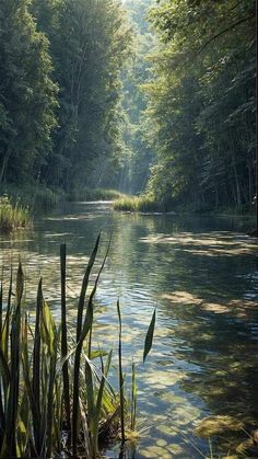 the sun shines brightly through the trees and over the water in the forest lake