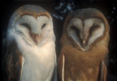 two owls are standing next to each other