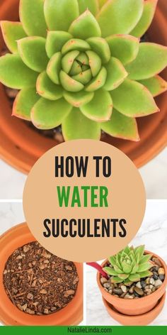 how to water succulents in pots with text overlay