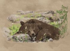 a drawing of a brown bear laying down in the grass and weeds with his eyes closed