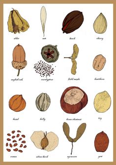 an image of different types of nuts on a white background with black border around it