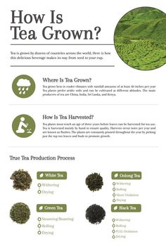 an info sheet describing how tea is grown and why it's important to grow