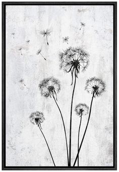 black and white photograph of dandelions against a gray background