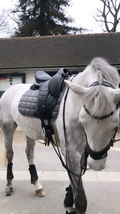 a white horse with black saddle standing on the street