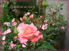 a pink rose is blooming in the middle of a garden with other flowers behind it