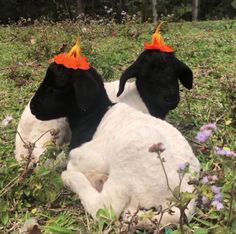 two black and white dogs with orange hats on their heads laying in the grass together