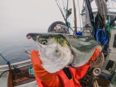 a man holding up a large fish on a boat