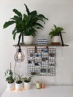 some plants are sitting on a shelf in front of a wall with pictures and lights