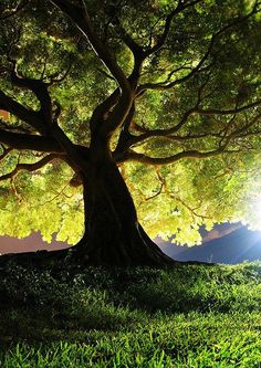 a large tree in the middle of a grassy area with bright sunlight shining through it