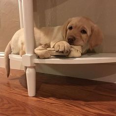 a dog laying on top of a white shelf with a bone in it's mouth