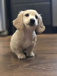 a small white dog sitting on top of a wooden floor