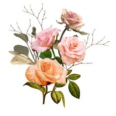 three pink roses with green leaves and buds on a white background, watercolor painting