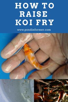 how to raise koi fry for beginners with pictures and text overlay that reads, how to raise koi fry