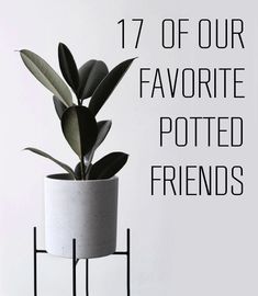 a potted plant with the words 17 of our favorite potted friends on it