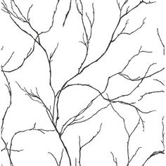 a tree with no leaves is shown in black and white