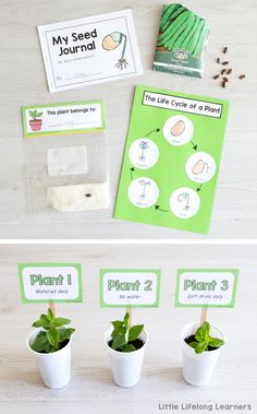 the plant life cycle is shown in three different stages, including plants and seed packets