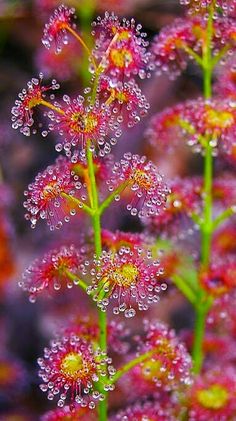 the flowers are covered with water droplets