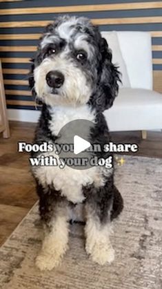 a black and white dog sitting on top of a rug