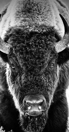 a black and white photo of a bison in the snow, looking at the camera